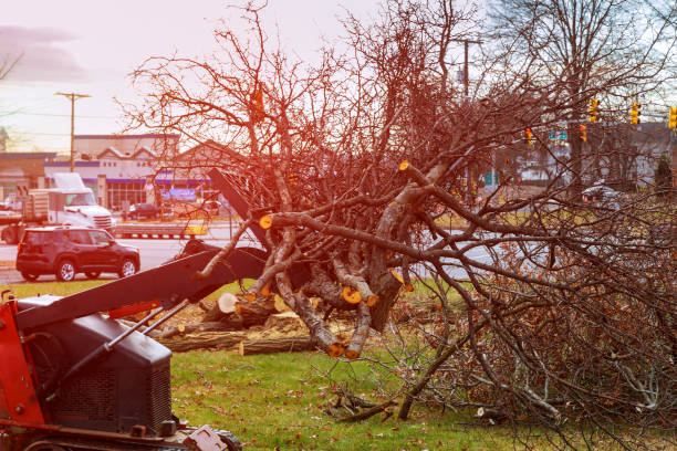 Best Seasonal Cleanup (Spring/Fall)  in Edmonton, KY