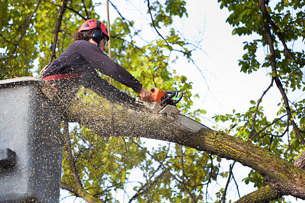 Best Tree Removal  in Edmonton, KY