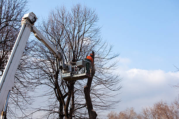 Best Tree Maintenance Programs  in Edmonton, KY